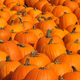 Several rows of bright orange pumpkins